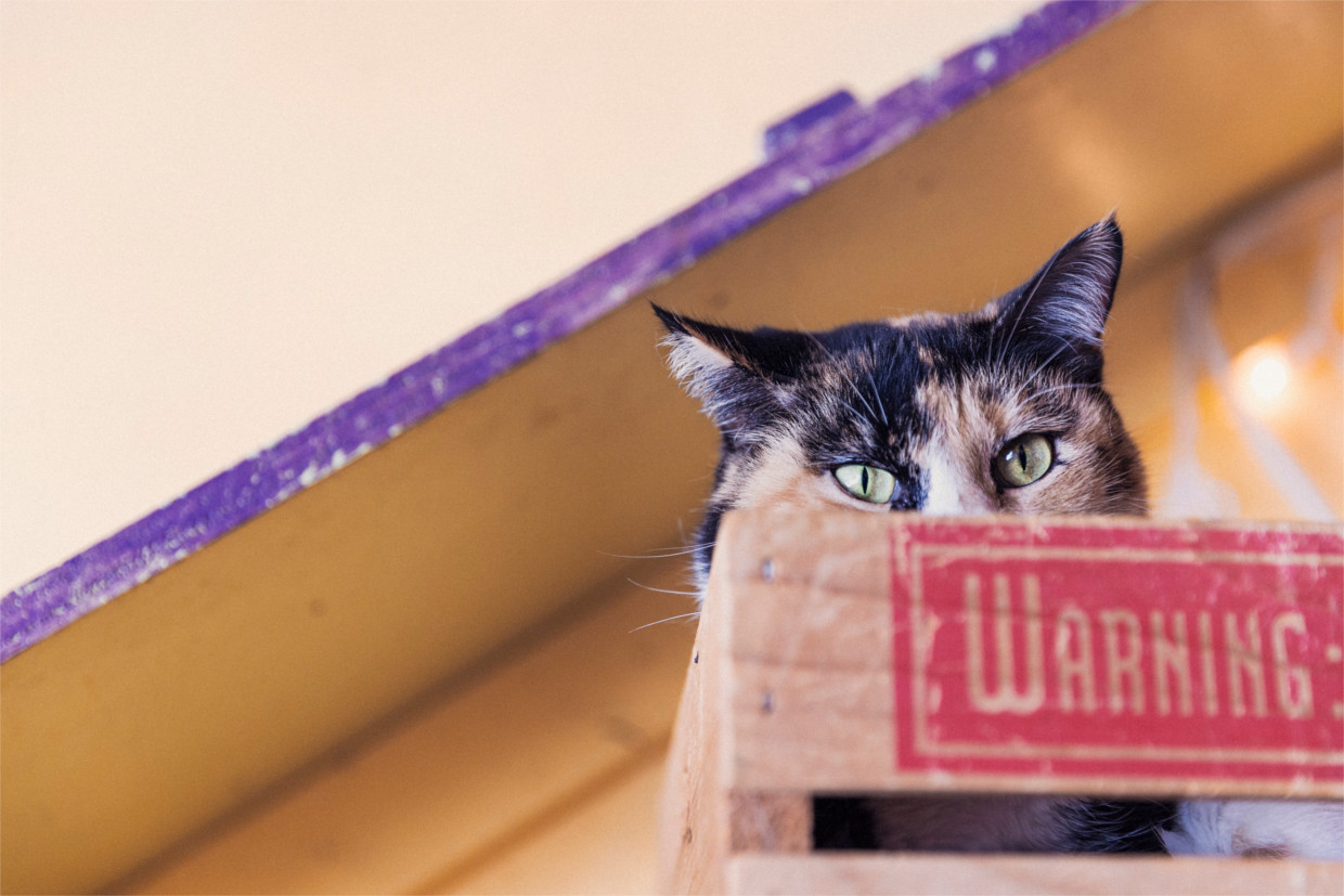 eine katze kuckt aus der kiste